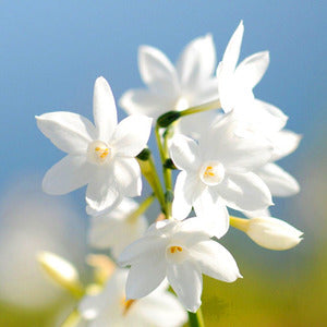 WHITE JASMINE & MINT (5g)